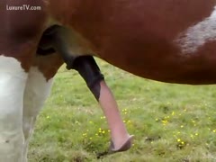 Zoo fetish episode captured by a tourist featuring a large horse ramrod